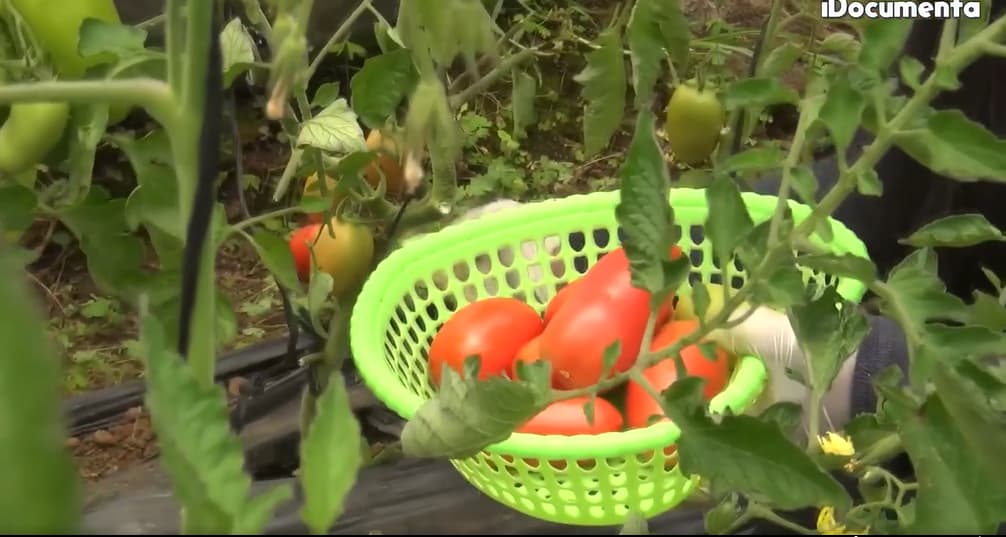 Productora agrícola salva su negocio.