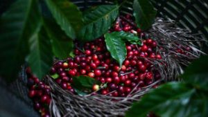 CAFÉ, CULTURA MAYA Y EL ENCANTO DE GUATEMALA PARA EL PÚBLICO CHINO