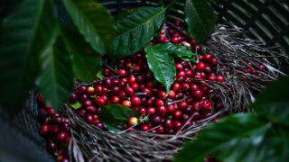 CAFÉ, CULTURA MAYA Y EL ENCANTO DE GUATEMALA PARA EL PÚBLICO CHINO